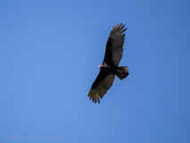 Turkey vulture