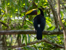 Chestnut-mandibled toucan