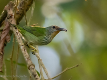 Purple Honeycreeper