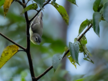 Yellow-bellied Flycatcher