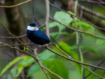 White-ruffed Manakin