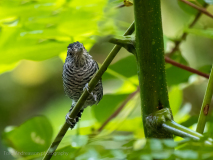 Barred Antshrike