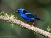 Red-legged Honeycreeper