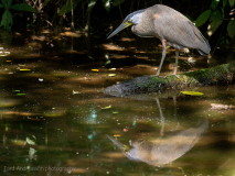 Bare-throated Tiger Heron