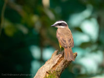 Great Kiskadee