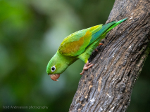 Orange-chinned Parakeet