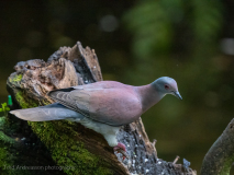Pale-vented Pigeon