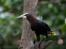 Chestnut-headed Oropendola