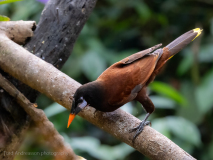 Montezuma Oropendola