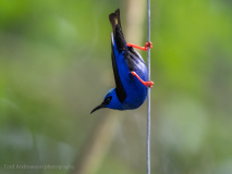 Red-legged Honeycreeper