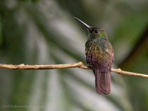 Rufous-tailed Hummingbird