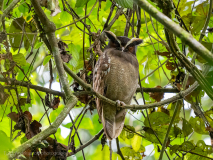 Crested Owl