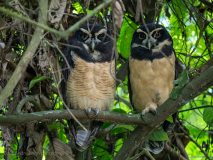 Spectacled Owl