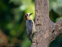 Black-cheeked Woodpecker