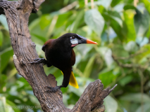 Montezuma Oropendola
