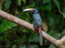 Collared Aracari
