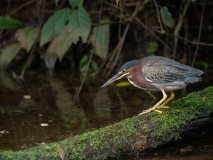 Green heron