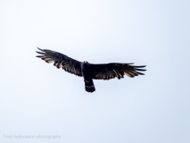 Zone-tailed Hawk