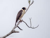 Laughing Falcon