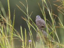 Blue Ground Dove