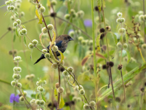 Blue-black Grassquit
