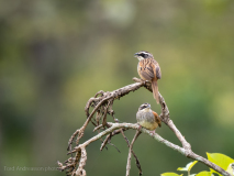 Stripe-headed Sparrow