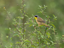 Common Yellowthroat