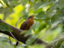 Lesser Ground Cuckoo