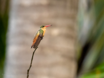 Cinnamon Hummingbird