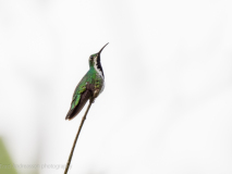 Green-breasted Mango