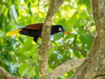 Montezuma Oropendola