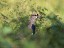 Southern Lapwing
