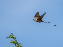 Scissor-tailed Flycatcher