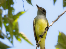 Panama flycatcher