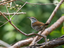 Banded Wren