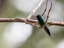 Canivet\'s Emerald