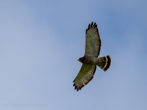 Broad-winged Hawk