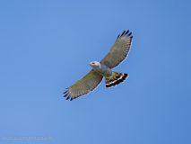 Gray hawk
