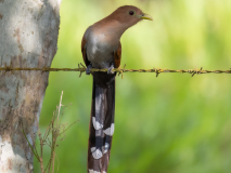 Squirrel Cuckoo
