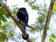 Mantled howler monkey
