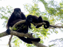 Mantled howler monkey