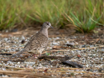 Inca dove