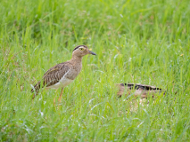 Double-striped Thick-knee