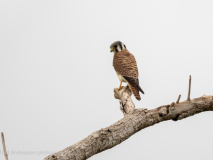 Bat Falcon
