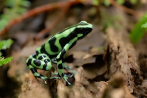 Costa Rica | La Selva