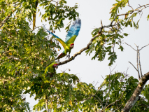 Great Green Macaw