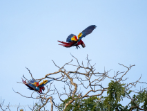 Scarlet Macaw