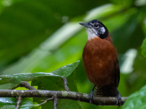 Bay Wren