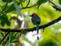 Rufous Motmot
