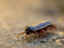 Miilepede